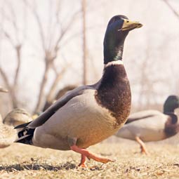 运行安静省心的免费ddos在线攻击